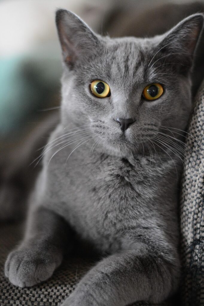 cat, pet, animal, british shorthair, domestic, feline, mammal, kitten, cute, little cat, nature, cat portrait, puss, adorable, cat eyes, fur