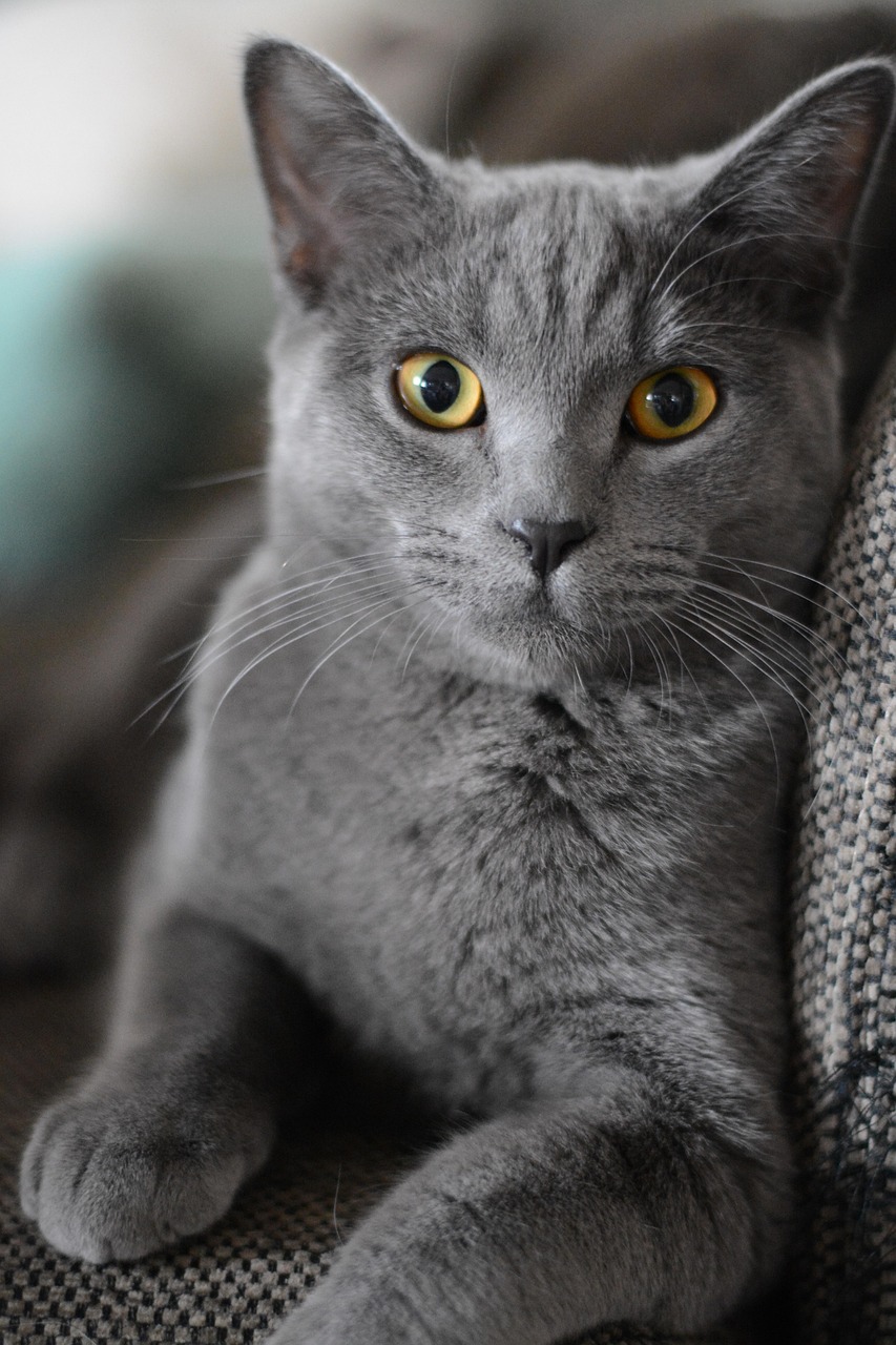 Whiskers