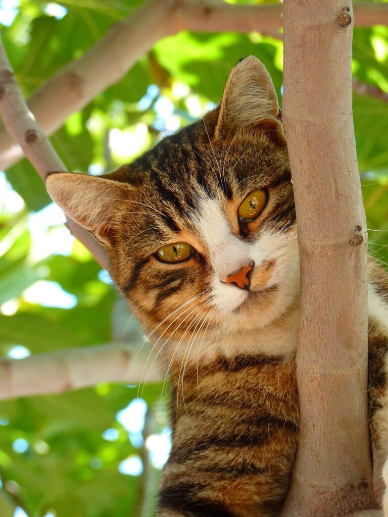 cat, pet, animal, mackerel cat, tabby cat, domestic cat, feline, mammal, nature, cute, adorable, portrait