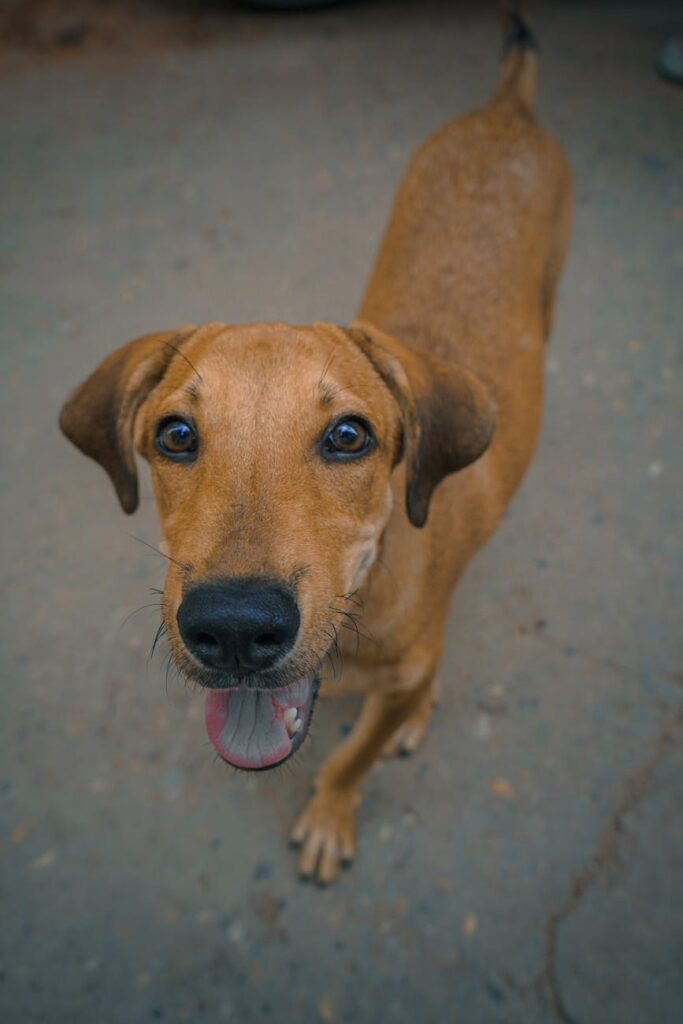 A cute, brown dog happily looking up on a street in Hapur, India. Perfect for pet-themed projects.